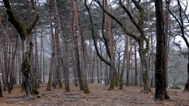 키 큰 나무가 있는 조용한 숲