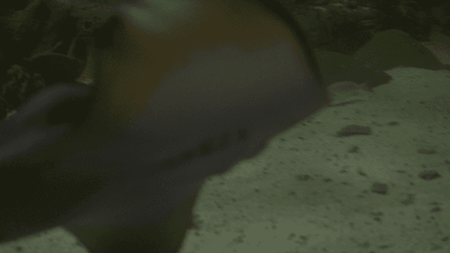 Stingrays and sharks swimming in aquarium