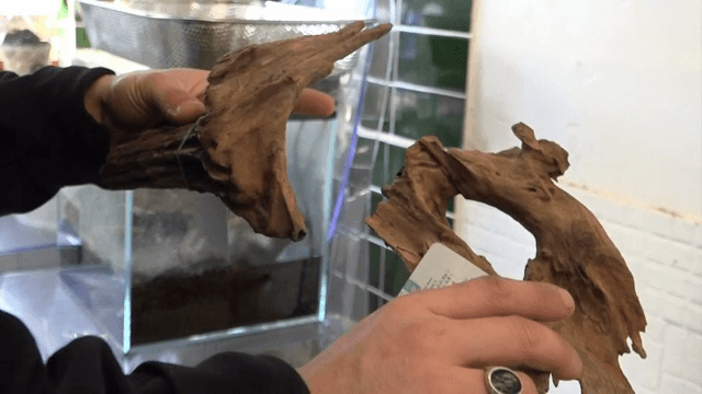 마른 나무를 살펴보는 사람