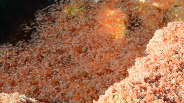 바위 표면에서 움직이는 붉고 작은 게들