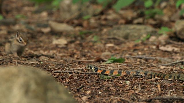 Squirrel Encountering a Snake in the Forest