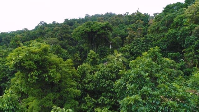 Dense forest with lush green trees