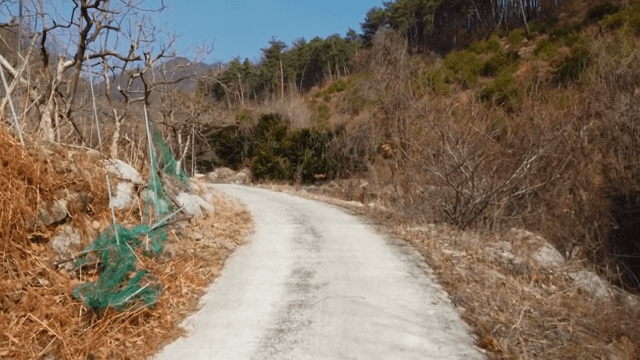Winding path through a forested hillside