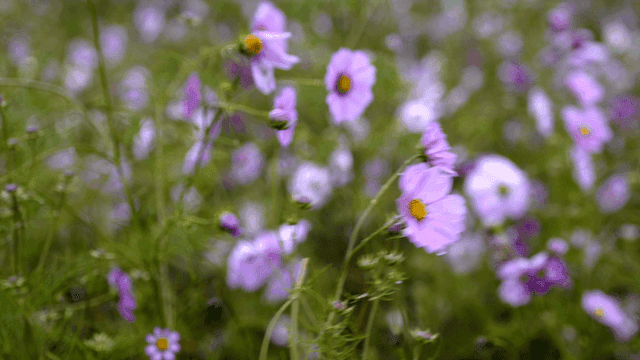 Purple cosmos flowers swaying in wind