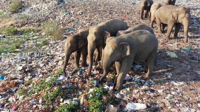 Elephants searching for food in a landfill