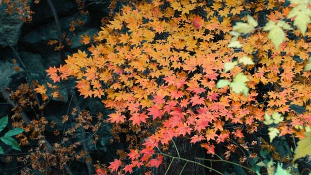 Forest with Beautiful Red and Yellow Autumn Leaves