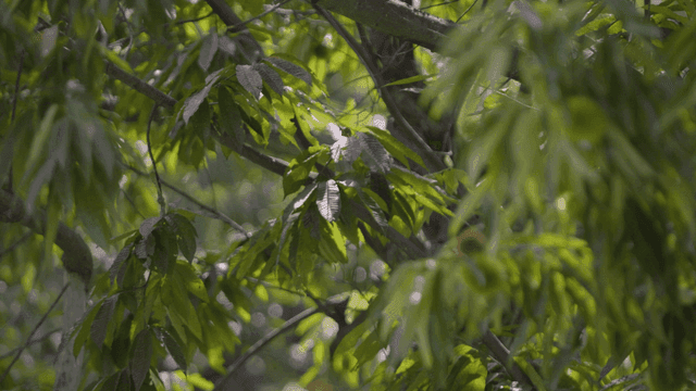 Green tree leaves shining in sunlight