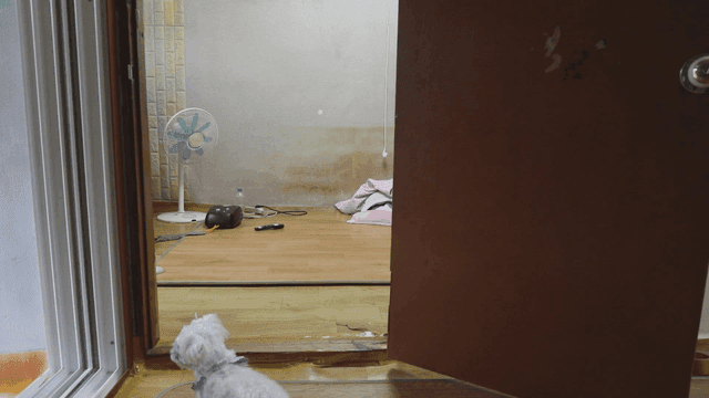 방을 바라보고 있는 작은 개