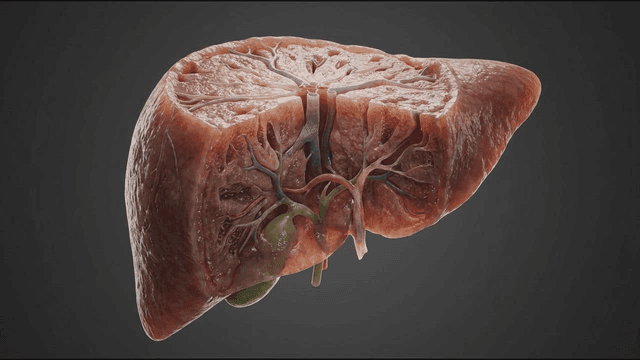 Detail of 3D model of human liver
