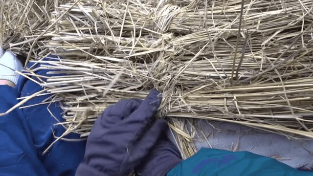 짚단을 엮는 손