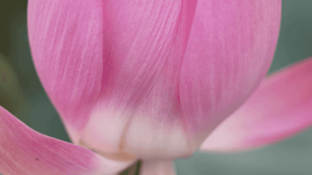 분홍색 연꽃의 클로즈업