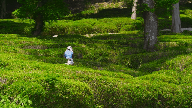 녹차밭에서 수확하는 사람들