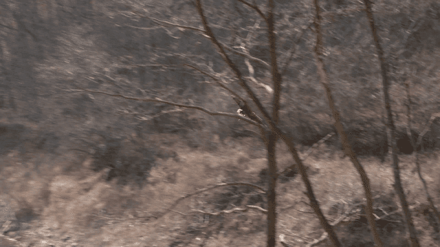 White-tailed eagle flying through winter forest