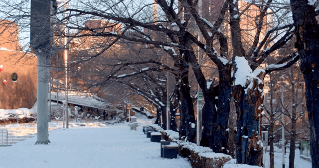 Trees lining a snow-covered road