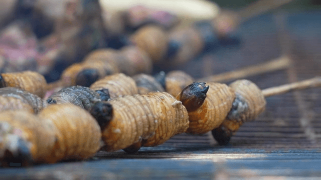 바비큐에서 구워지는 애벌레 꼬치