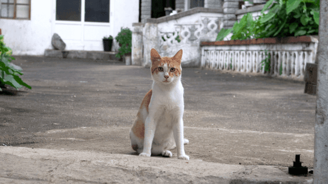 Cat sitting in a quiet courtyard