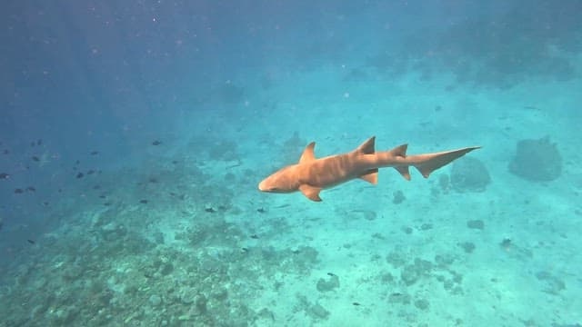 Sharks swimming in the clear ocean water