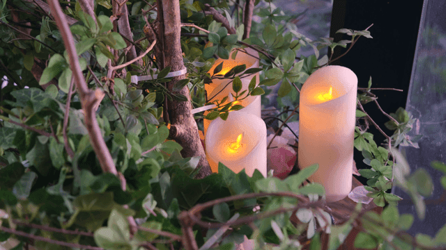 푸른 잎으로 둘러싸인 촛불