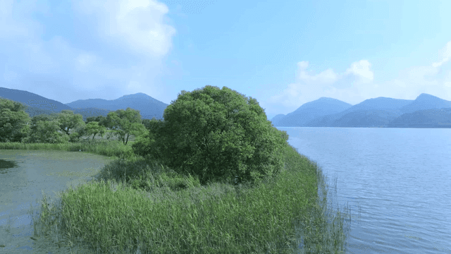 푸른 나무로 둘러싸인 고요한 강