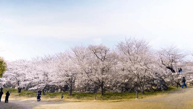 공원에 만개한 벚꽃