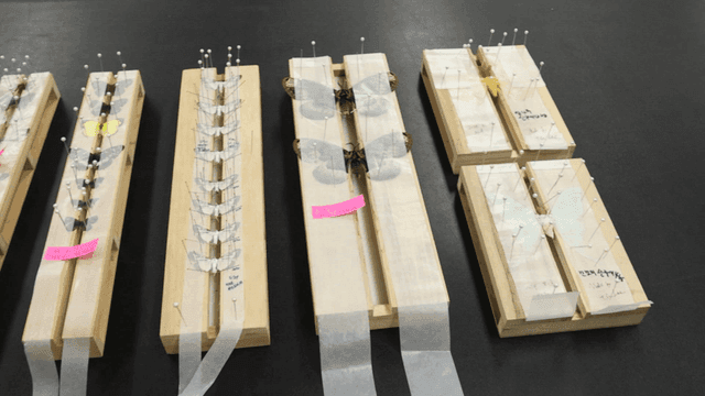 나무 판에 핀으로 고정된 나비 박제 표본들