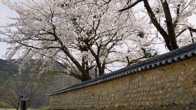 돌담 옆 만개한 벚꽃