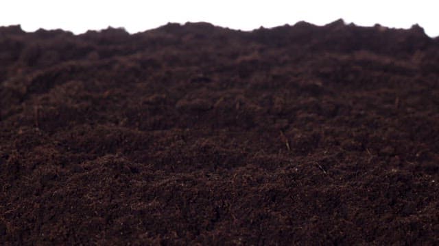 Barley sprouts sprouting from the soil