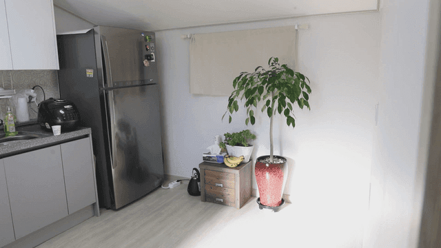 화분이 있는 깔끔한 주방 구석