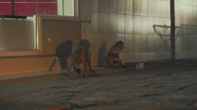 Monkeys scavenging for food by the urban street at dusk