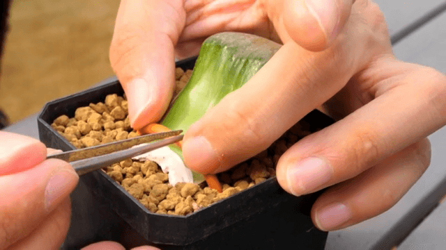 식물을 화분에 고정하는 손