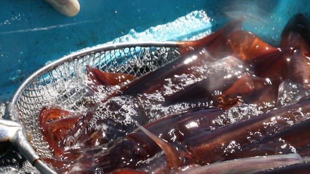 물탱크에서 건져 올려지는 신선한 오징어