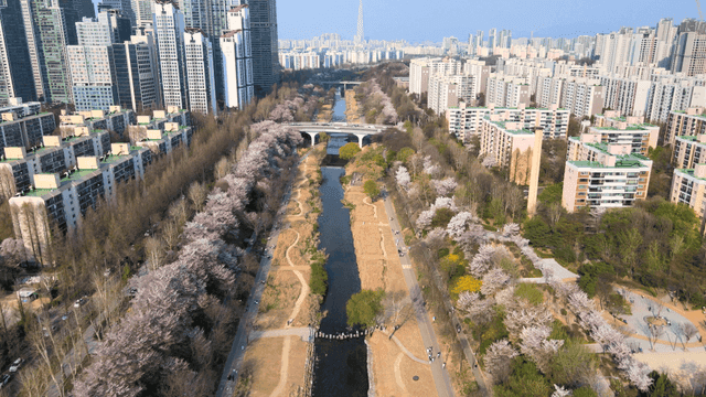 Cherry blossoms between city riversides with tall buildings