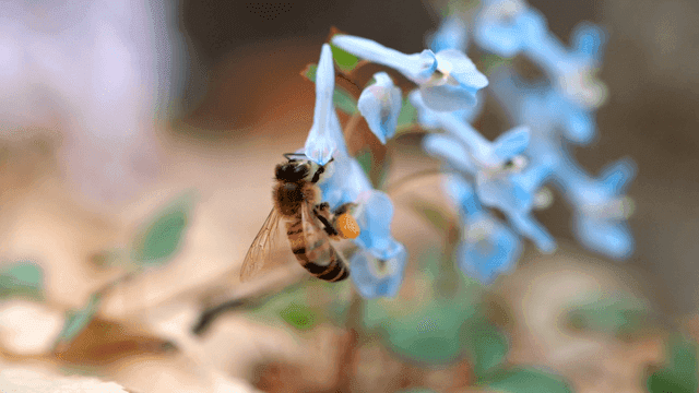 Bees collecting honey from blue flowers