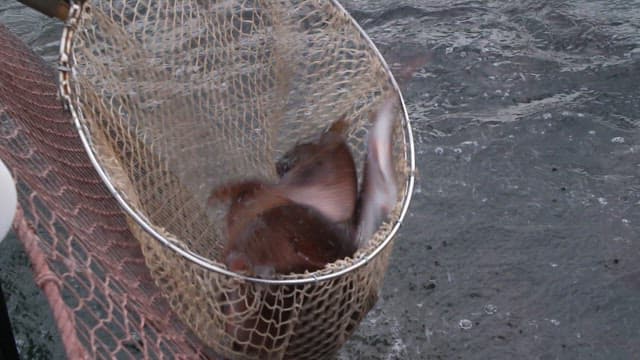 바다에서 그물에 딸려 올라오는 싱싱한 생선