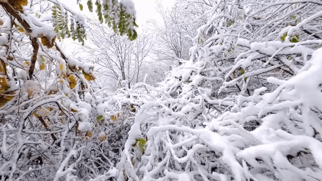 눈 덮인 나무가 있는 숲