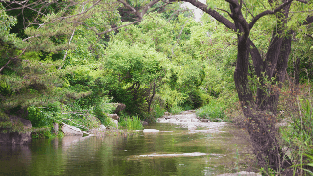 푸른 나무로 둘러싸인 고요한 계곡