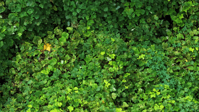 Lush green foliage in a dense forest