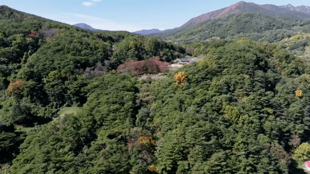 멀리 산이 보이는 푸른 숲