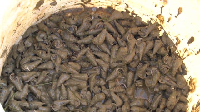 갯벌에서 채취한 바다고둥