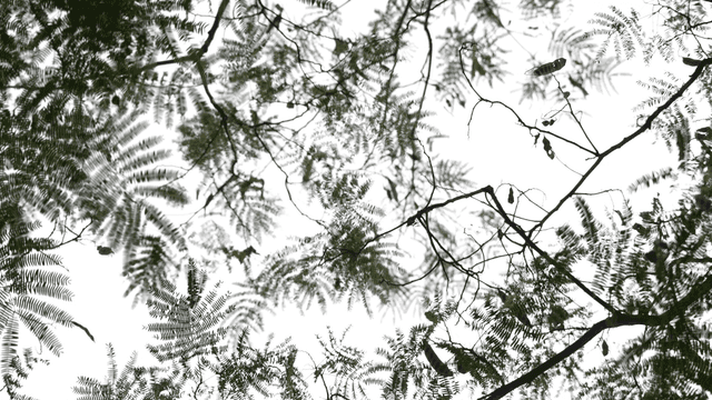 Green branches and leaves spread against the sky