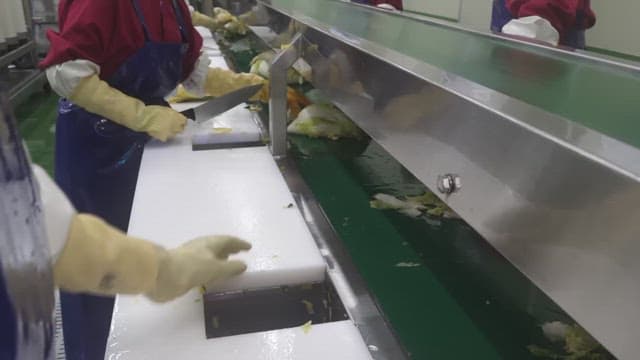 Worker cutting cabbage with a knife in a food factory