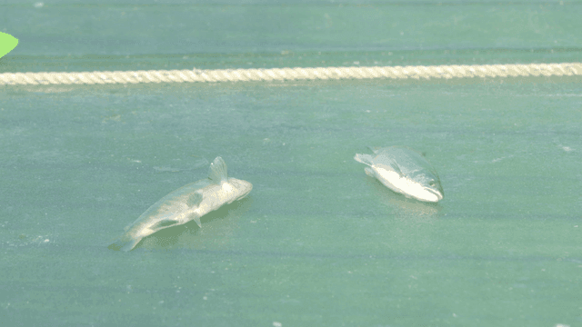 Caught fish fluttering on ice