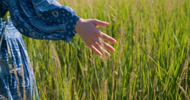 Woman Walking Through Tall Grass in Sunlight