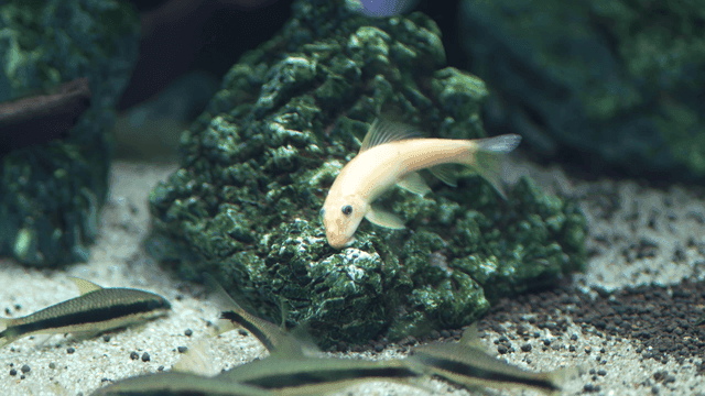 Fish cleaning rocks in aquarium