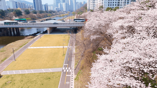 Cherry blossoms along a riverside path