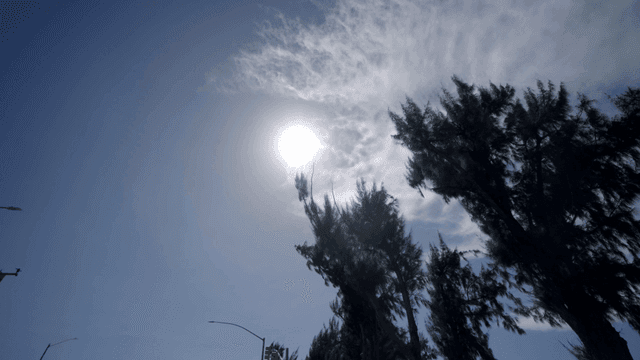 밝은 태양 아래 흔들리는 큰 나무들