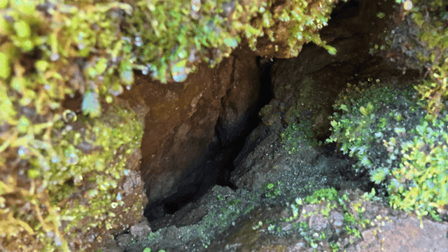 Crevice in moss-covered rock in forest