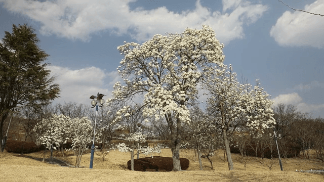 흰 꽃이 핀 나무가 있는 공원