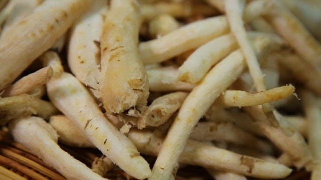 잘 손질된 신선한 더덕