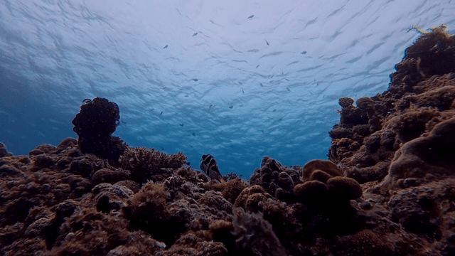 산호초와 물고기가 있는 수중 장면